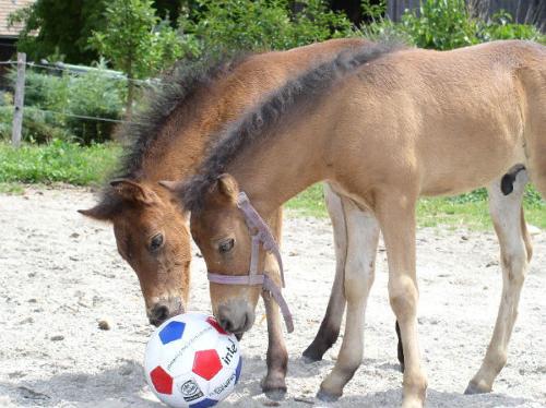 Niko und Samy als Fohlen