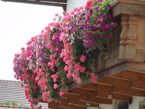 Blumen