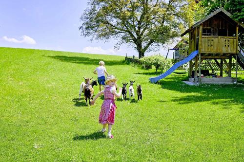 tiere_ziegen_berndlhof_614