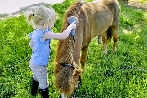 tiere_pony_berndlhof_593
