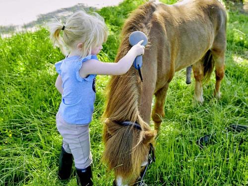 tiere_pony_berndlhof_593