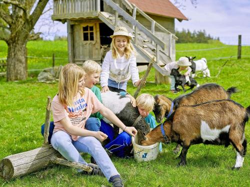 tiere_ziegen_berndlhof_534