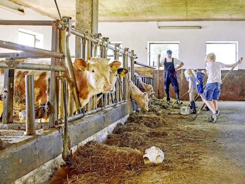 kuhstall_mithilfe_berndlhof_338