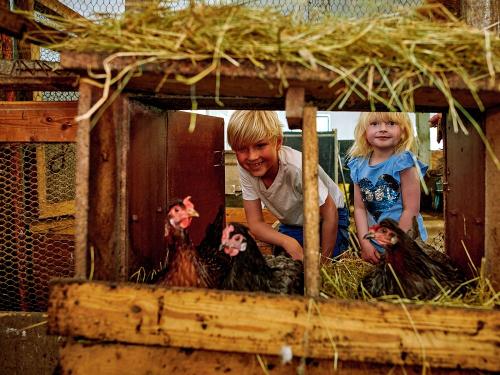 MSB_2022_05_18_Berndlhof_Huehner_01