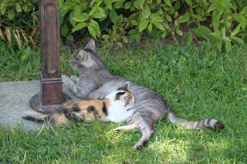 Katzen