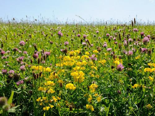 Natur pur auf der Blumenwiese