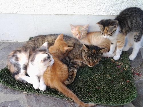 Unsere Katzen