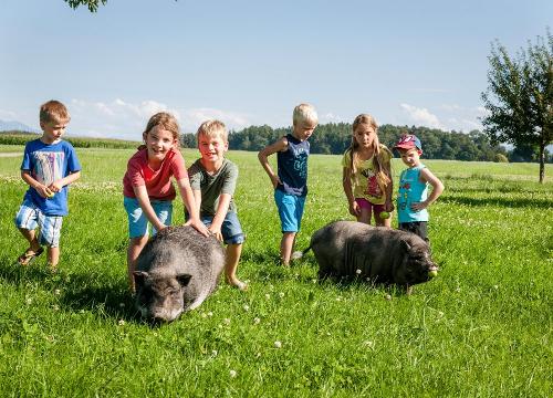 Minischweine Sissi und Franzl