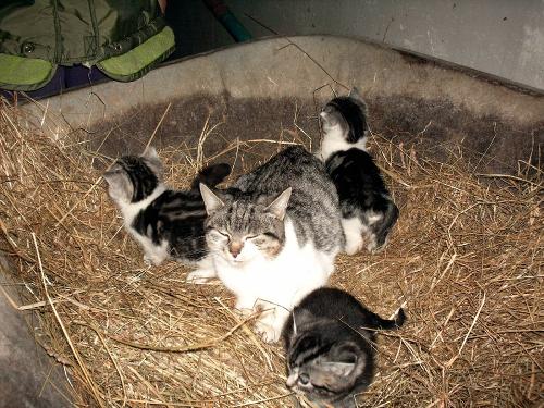 Katzen auf dem Luginger Hof
