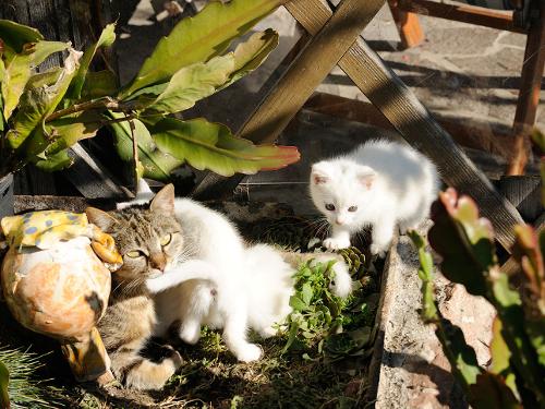 Katzen Huberhof