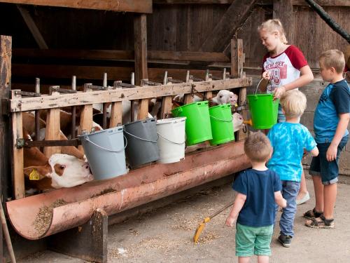 Beim Kälber bekommen Milch Beim Kälber bekommen Milch