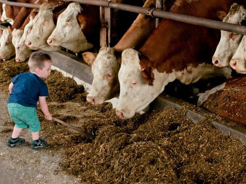 Bei den Kühen Bei den Kühen