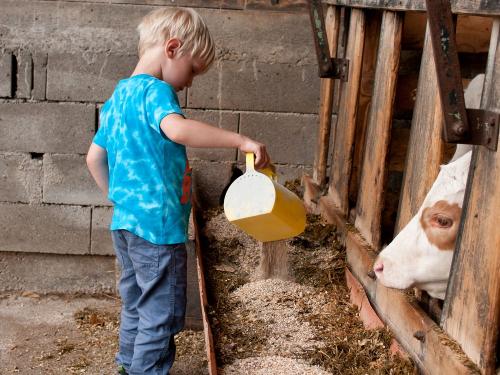 Bei den Kälbern Bei den Kälbern