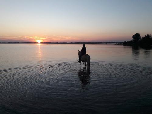 Ausritt zum Chiemsee im Sonnenuntergang