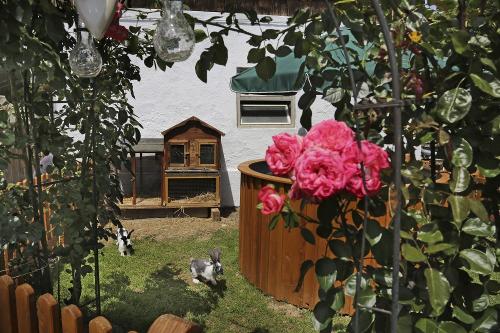 Hasen - Garten