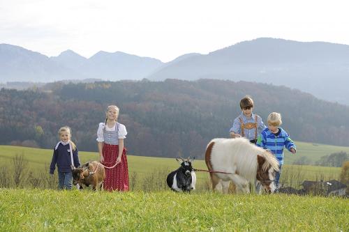 Ziegen und Pony am Daxlberger Hof