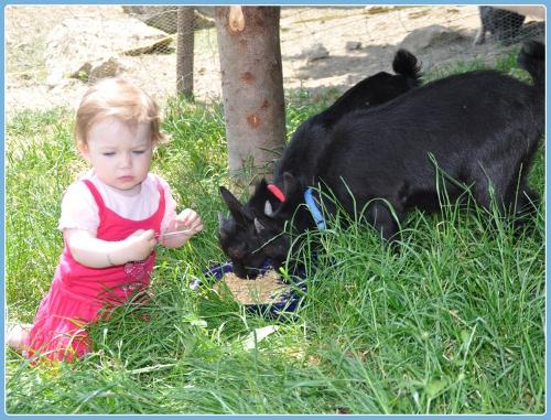Babyziegen Tom&Jerry