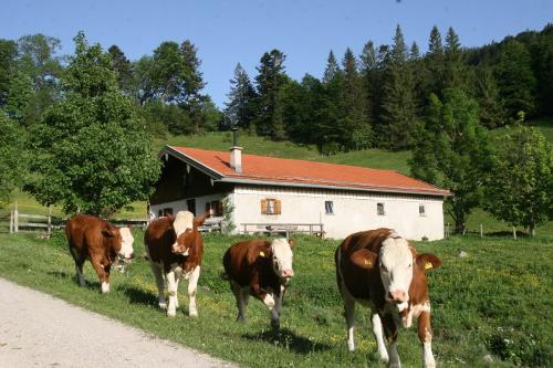 Donaueralm