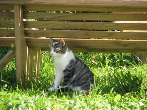 Katze