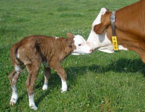 Kuh mit Kalb