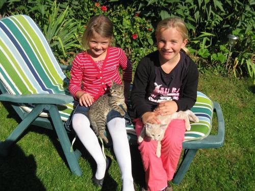 kinder katzen kinder katzen