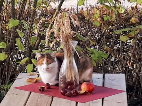 Katzenbild Katzenbild