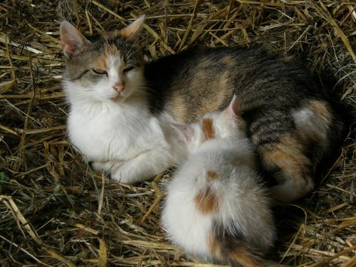 katzenjunge