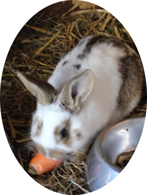 kaninchen