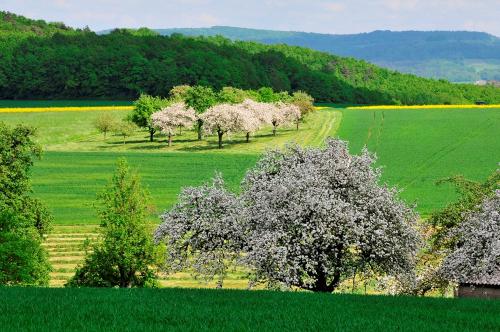 obstbaumblühte