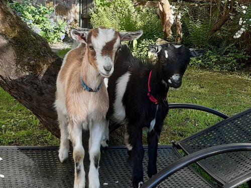 Rosalie und Berta