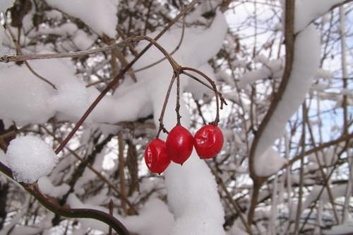 Hagebutte im Winter