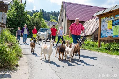 Ponys und Ziegen kommen auf die Weide