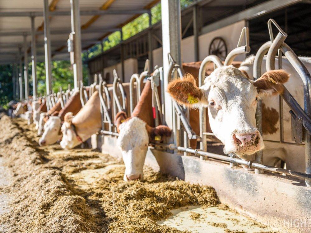 Unser offener Kuhstall