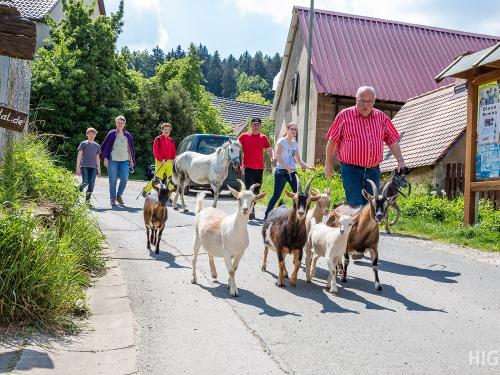 Ponys und Ziegen kommen auf die Weide