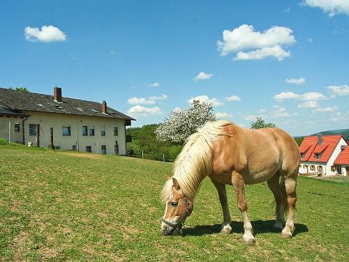 Pferd