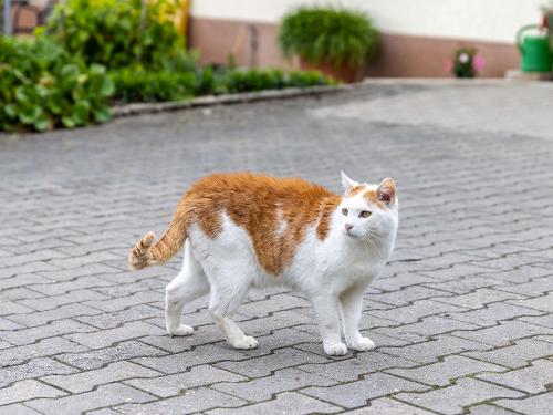 Oskar unsere Hof-Katze Oskar unsere Hof-Katze