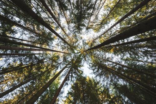 wald