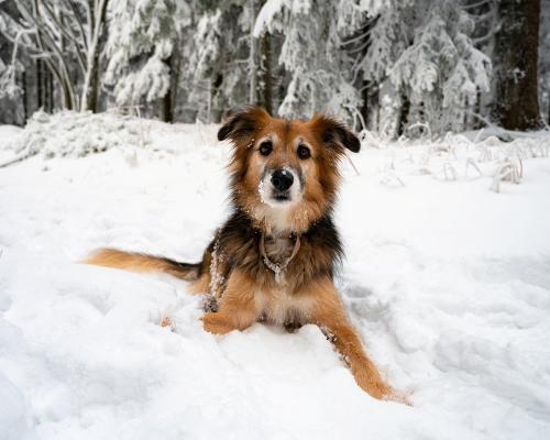 hundimschnee
