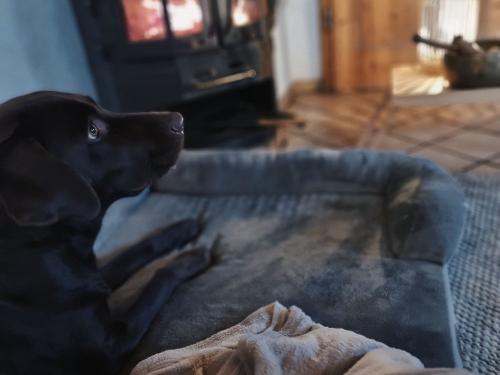 Wohnbereich mit Hund