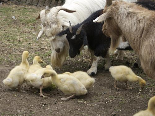 Tiere