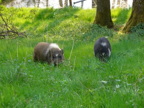 Tiere