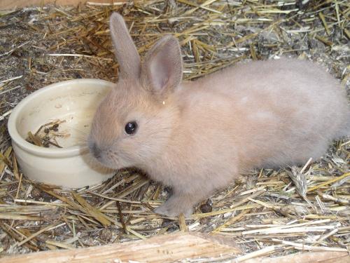 Hase Klausi