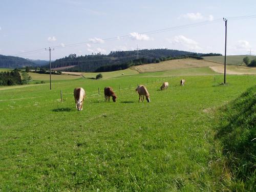 Pferde auf der Weide
