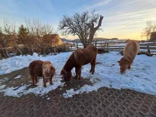 Filou, Finni, Skolli