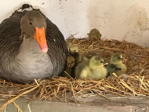 Eine Gänsefamilie