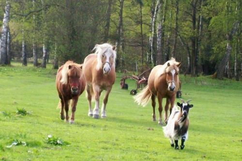 Lilli, Mira, Arabella und Babsi