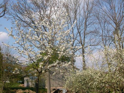Obstbaumblüte