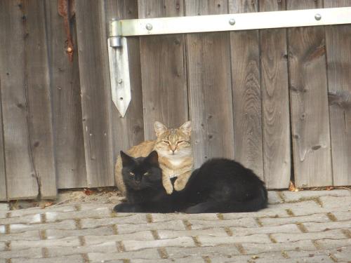 Hauskatzen Hauskatzen