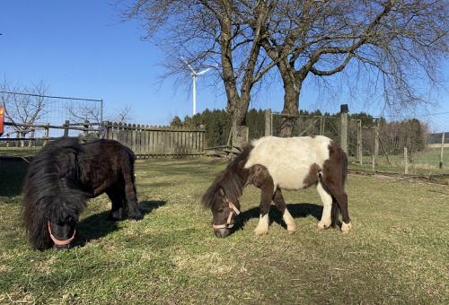 Shetlandponys Max & Carino