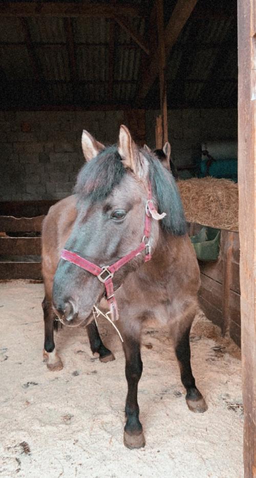 Pferd Haga